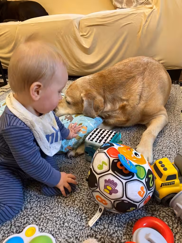 Rusty the yellow Labrador gently sharing a moment with baby Jaxson Hope, the family behind the Rusty Fund at Loyal Lab Electric & Generators